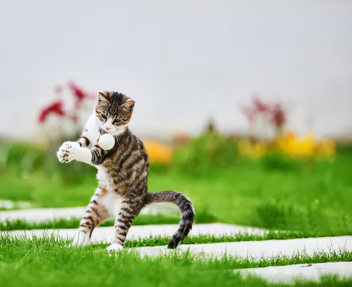 养猫新手注意事项,猫怎么养新手养猫需注意4大问题