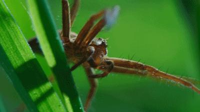 原来它们也有“性丑闻”,这片看完让我大开眼界