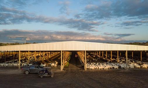 合生元羊奶粉对比伊利羊奶粉,合生元羊奶粉哪种版本好