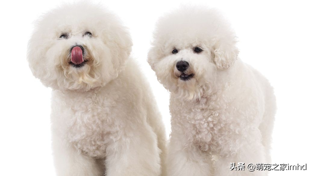 喂养比熊犬需要注意什么,喂养比熊吃东西怎么样避免咬到手