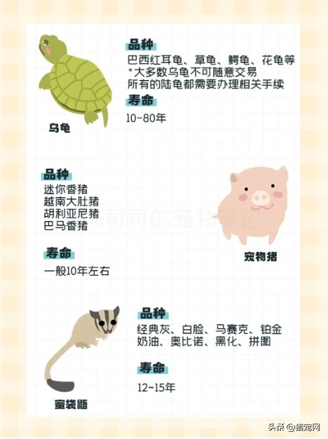 除了猫狗还有什么宠物能养,适合养宠物的房间格局