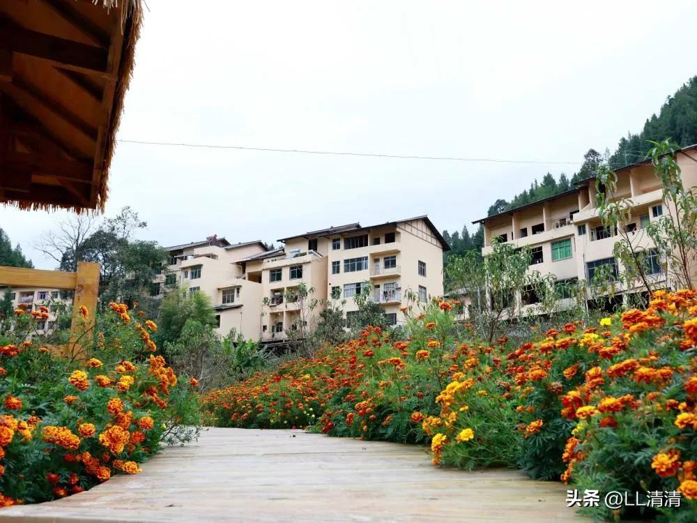 农村收土狗的都卖到哪里了,农村狗贩子来农村收狗