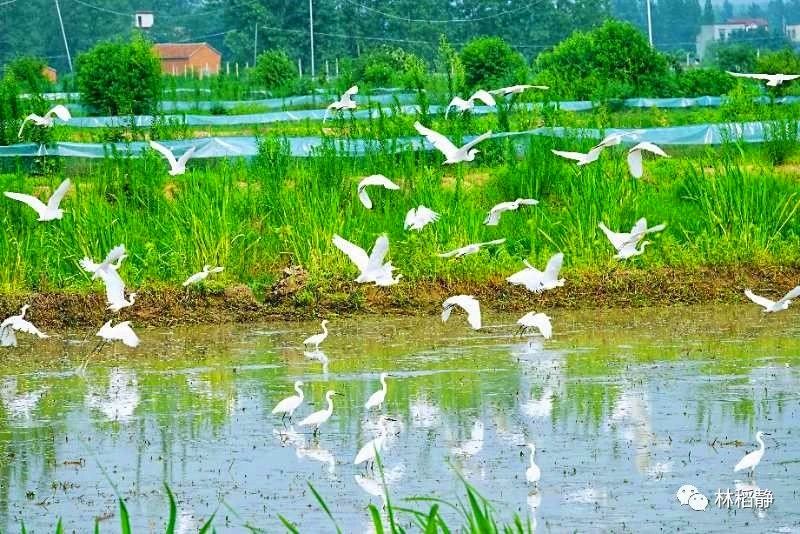 罗山庙仙：虾稻香米换了“新衣”，好看又实用