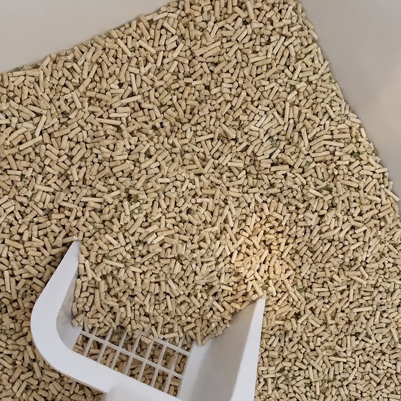 猫砂怎么选？一款好的猫砂，才不会被猫咪“拒收”，使用更持久