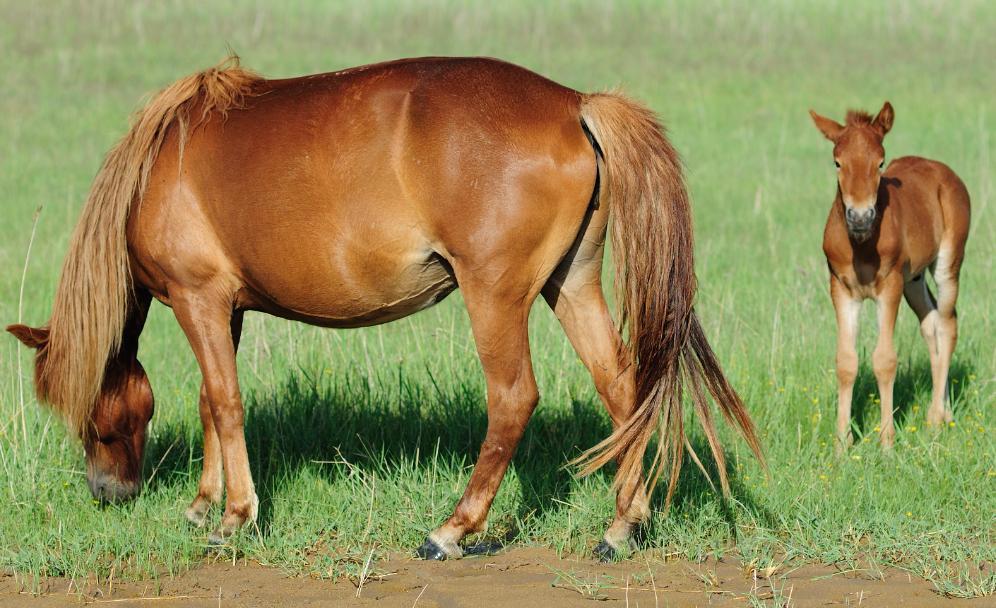 包头面瘫马被治好，受4岁主人独宠，一起房间吃零食，马会面瘫？