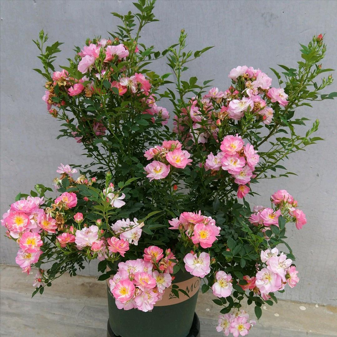 网上买花怎么样的才算不踩坑,在实体店买花好还是在网上买花好