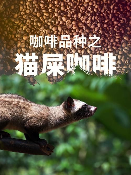 一杯猫屎咖啡要多少钱,一杯猫屎咖啡的价格