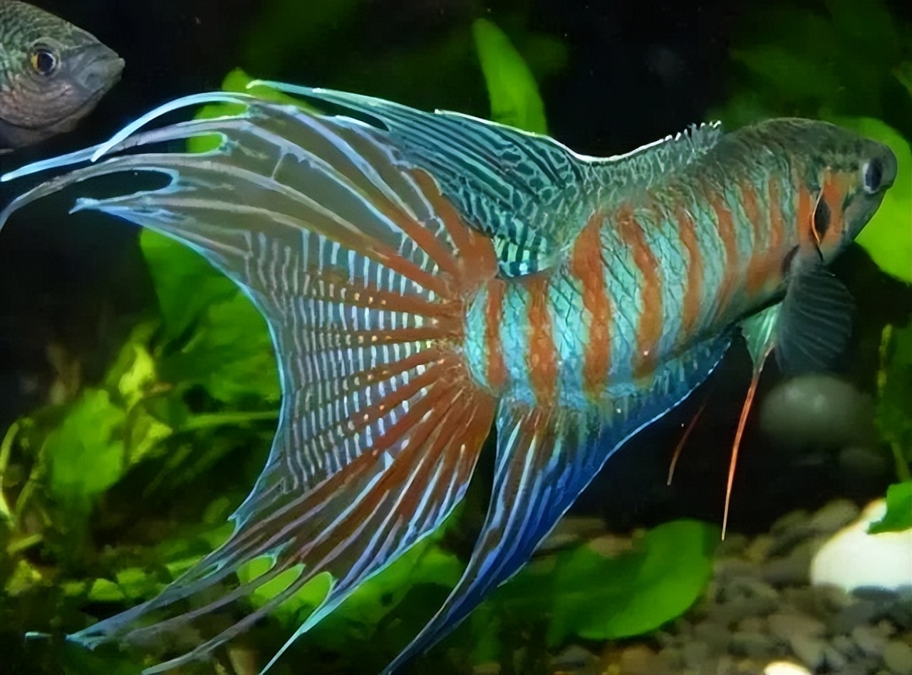 菩萨鱼曾经在农村经常见到，被当*鸡做**鸭零食，为啥现在很少见到？