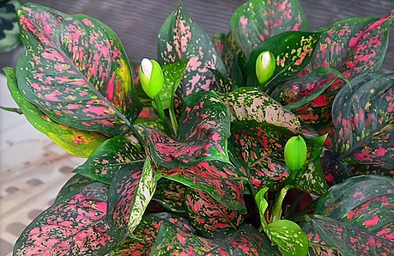 推荐9种适合在办公室养的小盆栽,办公室绿植盆栽室内净化空气