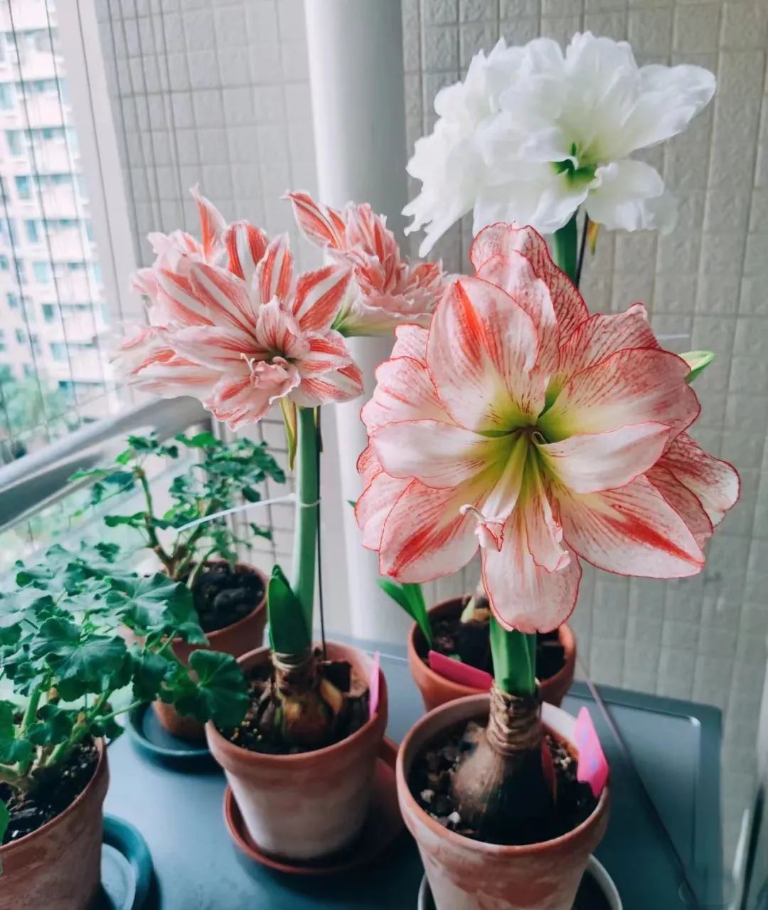 球根类花卉有哪些比较好养,有哪些好看的球根花卉盆栽