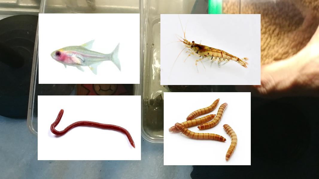 小甲鱼在家里的正确饲养方法,小甲鱼可以直接放鱼塘里养吗