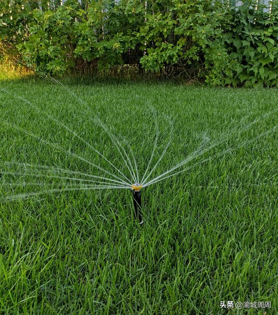 世界杯球场草皮是真的吗,足球场的草坪世界杯