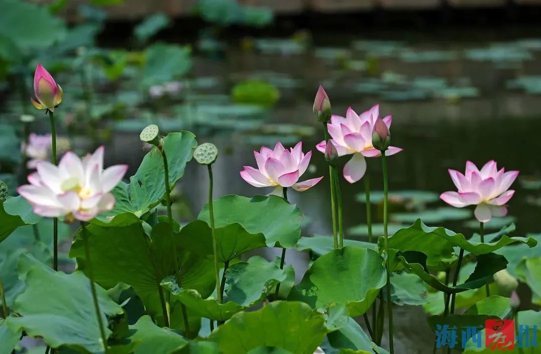 夏天厦门三亚北海到底选哪个好玩,厦门夏天哪个景区最好
