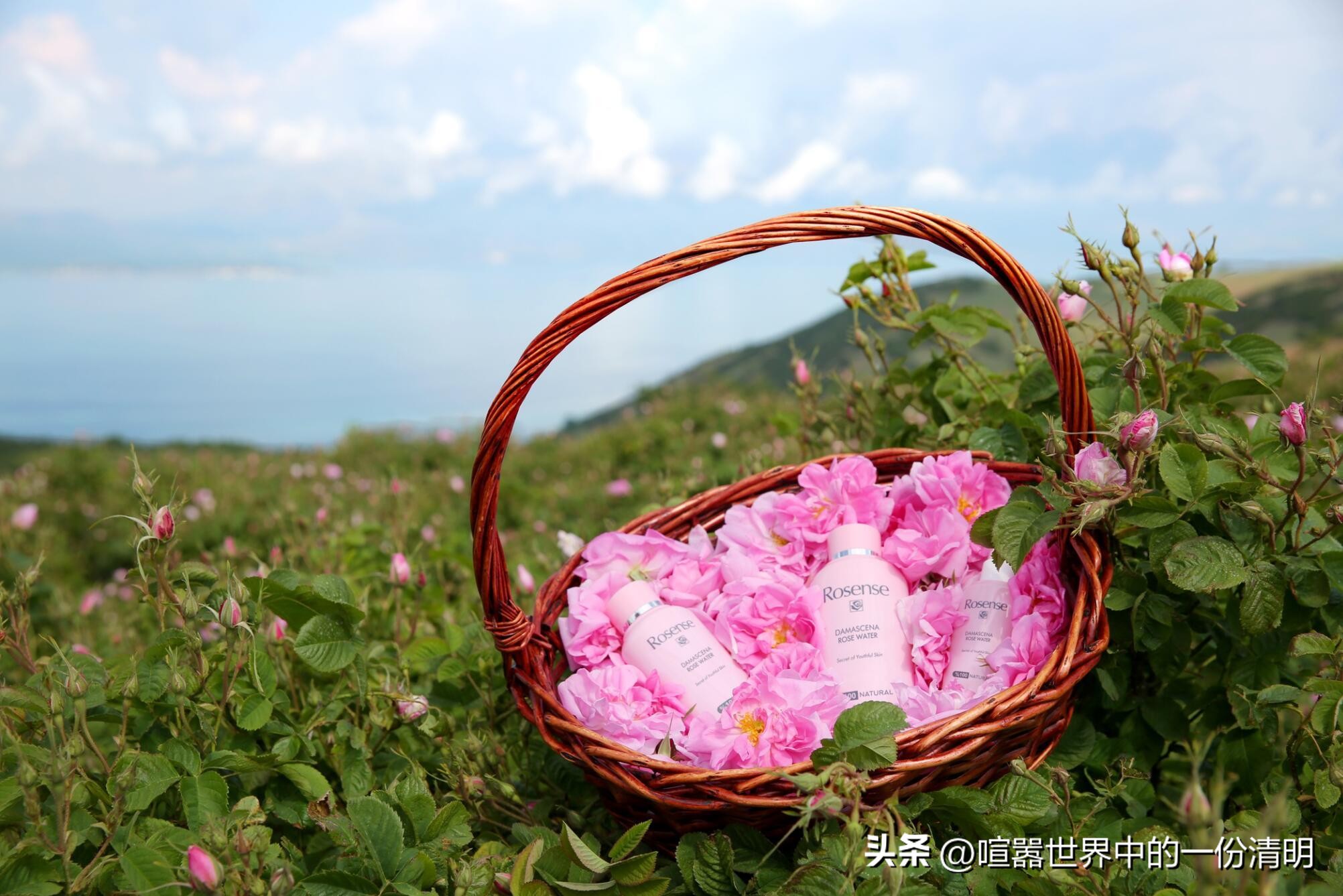 不停学习中的成分“研究”*党**|关于玫瑰的美丽传说|希腊篇