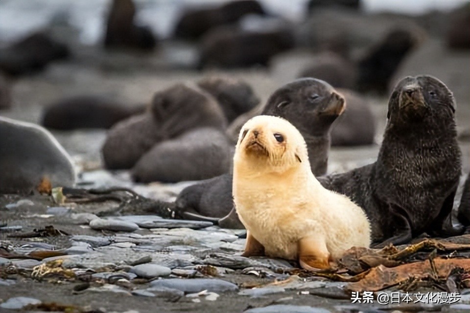 日本的特产动物是什么,日本特产真的吗