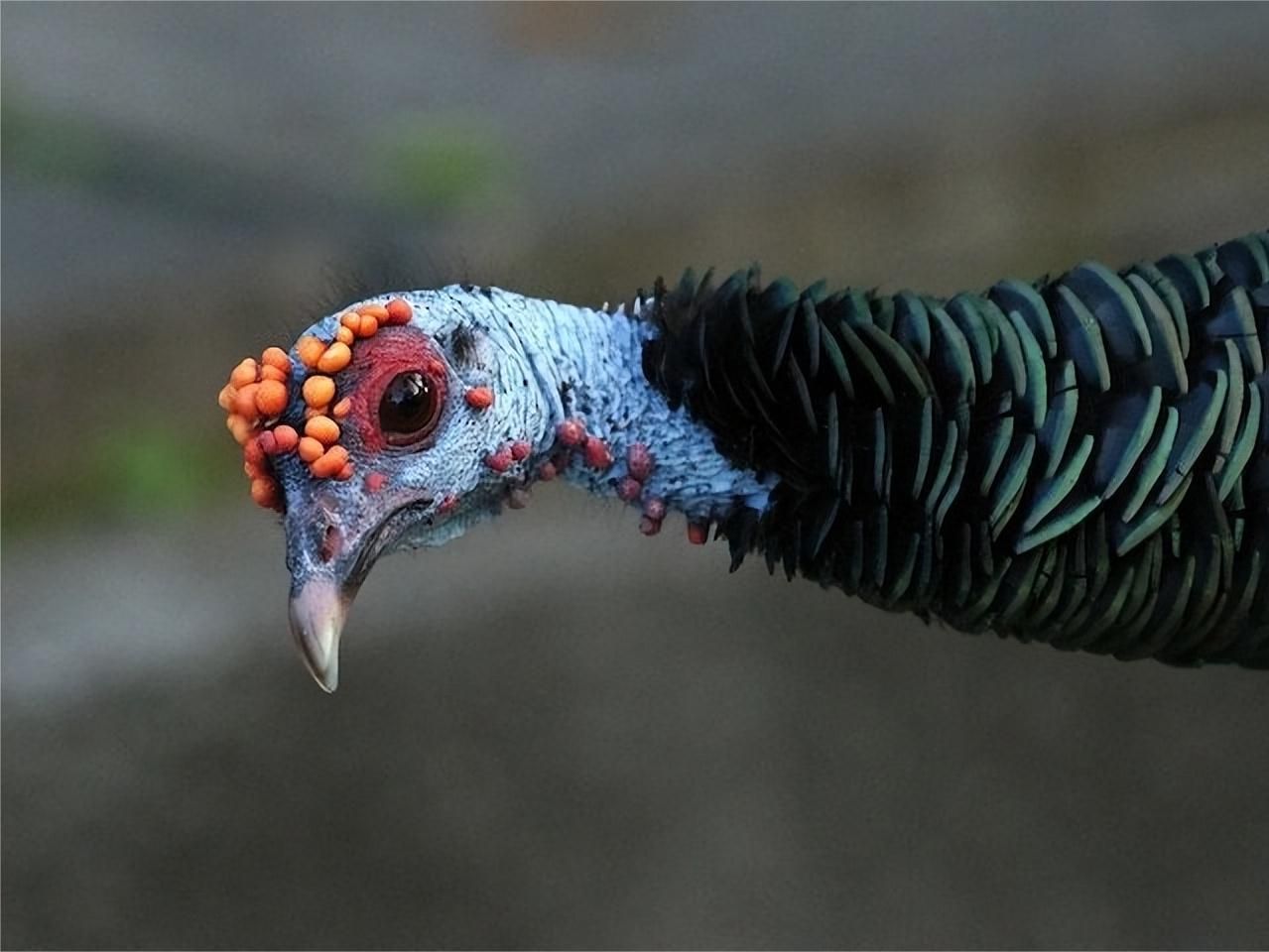 一张图看懂神奇动物,这些罕见的神奇动物到底有多可怕