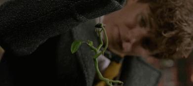 神奇动物3最新上映,神奇动物3电影评价