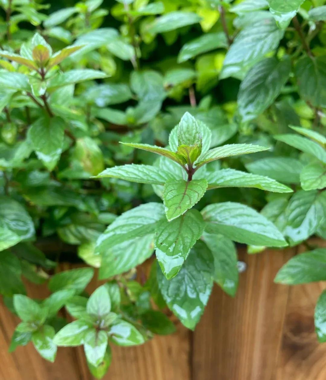食用薄荷哪种最清凉,薄荷夏季必备的清凉佳品
