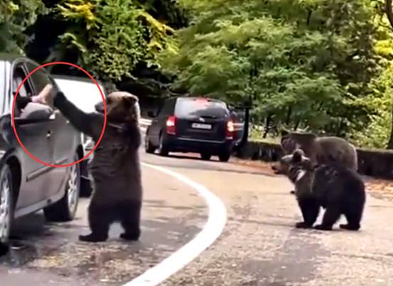 胆真大！美国男子路遇黑熊，竟主动伸手击掌，黑熊激动得跳了起来
