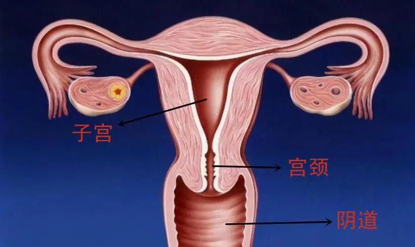 进入女性体内后，没“受精”成功的精子都去哪儿了？既好笑又心疼