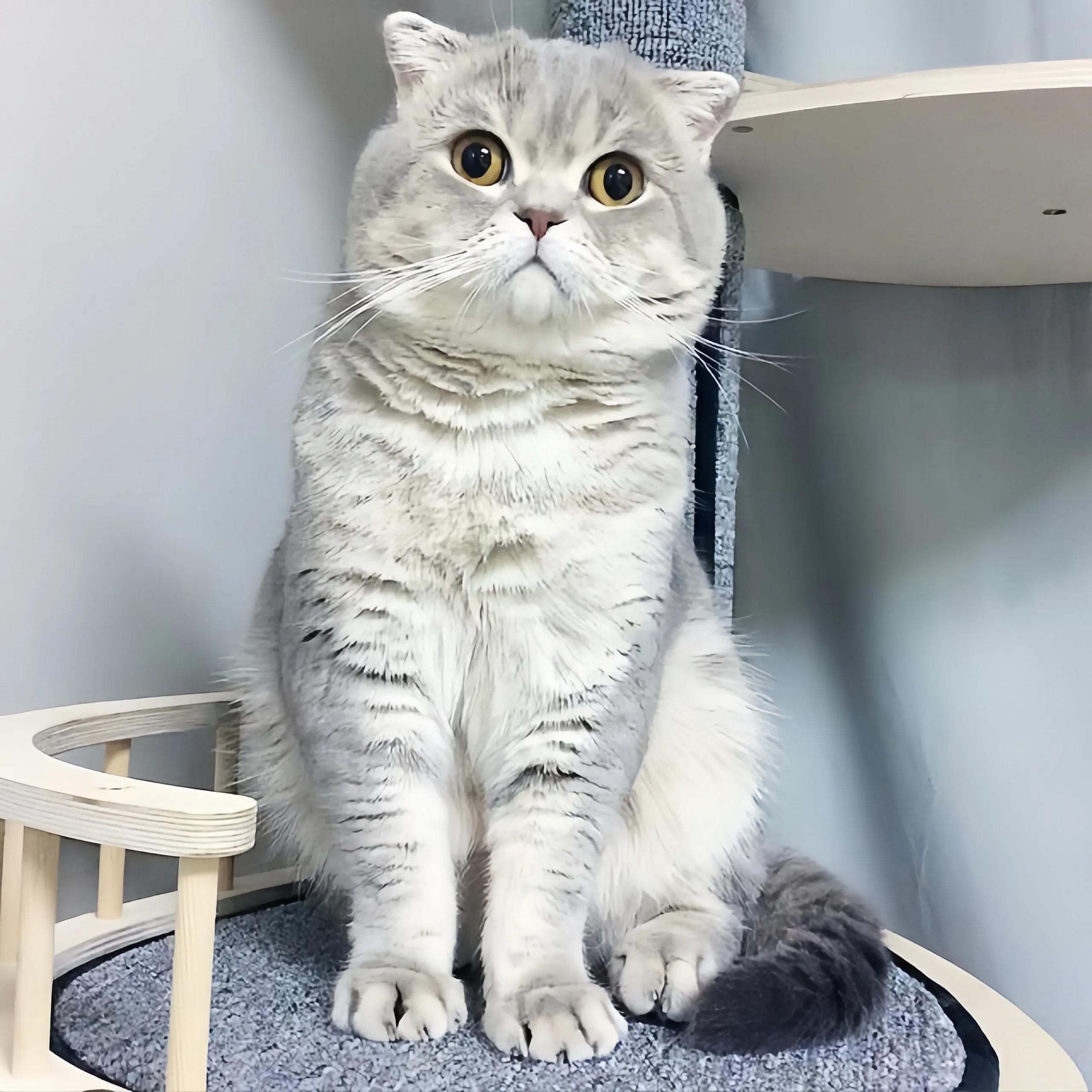 猫咪品种推荐500元以内,叫蒜头的猫咪是什么品种的