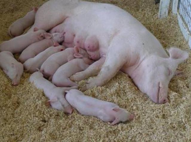 母猪流产后怎样处理,母猪流产了怎么办