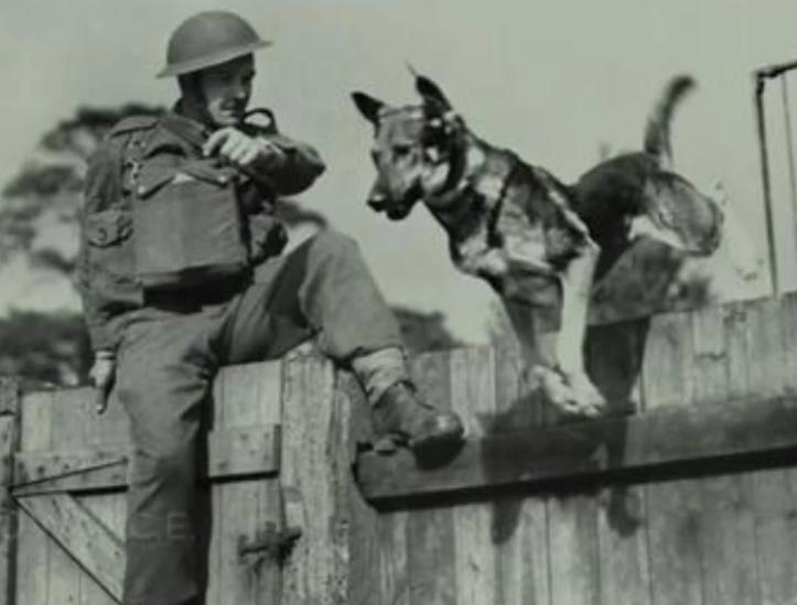 二战时期目睹主人被害的狗,二战时期军犬