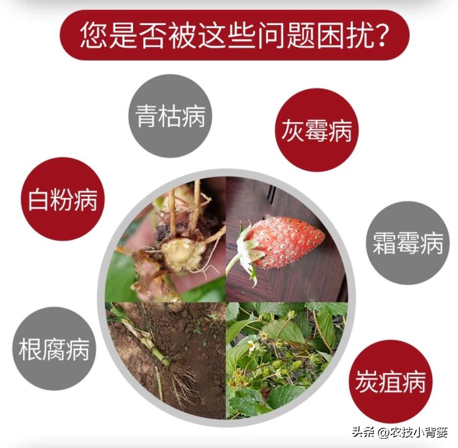 菌剂跟菌肥有什么差别,菌剂和菌肥哪一种更好