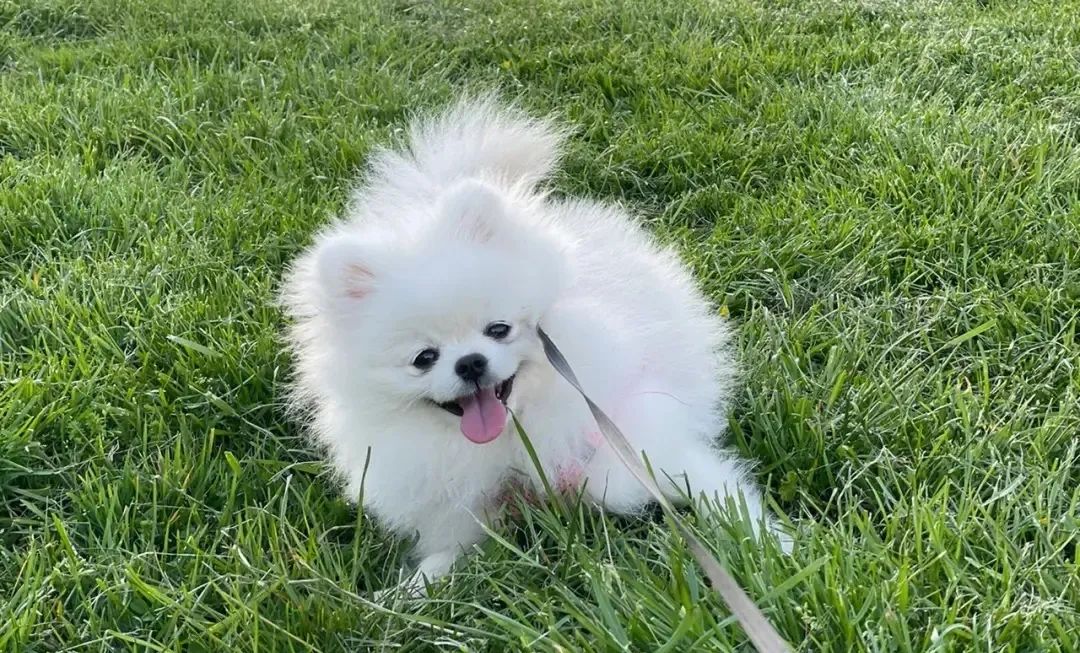 狗子体臭很严重怎么办,狗子臭了脏了怎么办