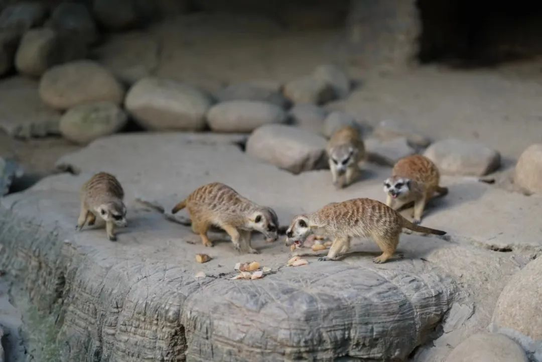 一月份去上海野生动物园和海洋馆,十一带大家去上海野生动物园玩
