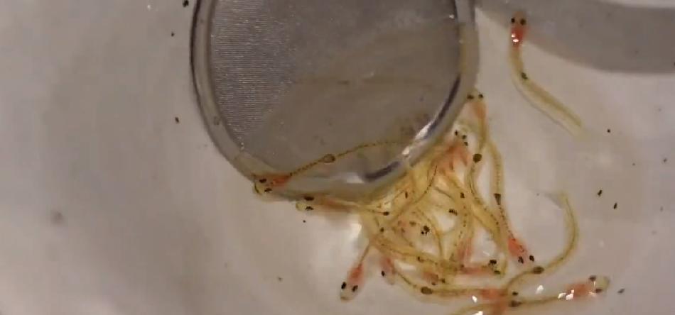 日本黑暗料理活鱼饮料,日本饮料活鱼仔