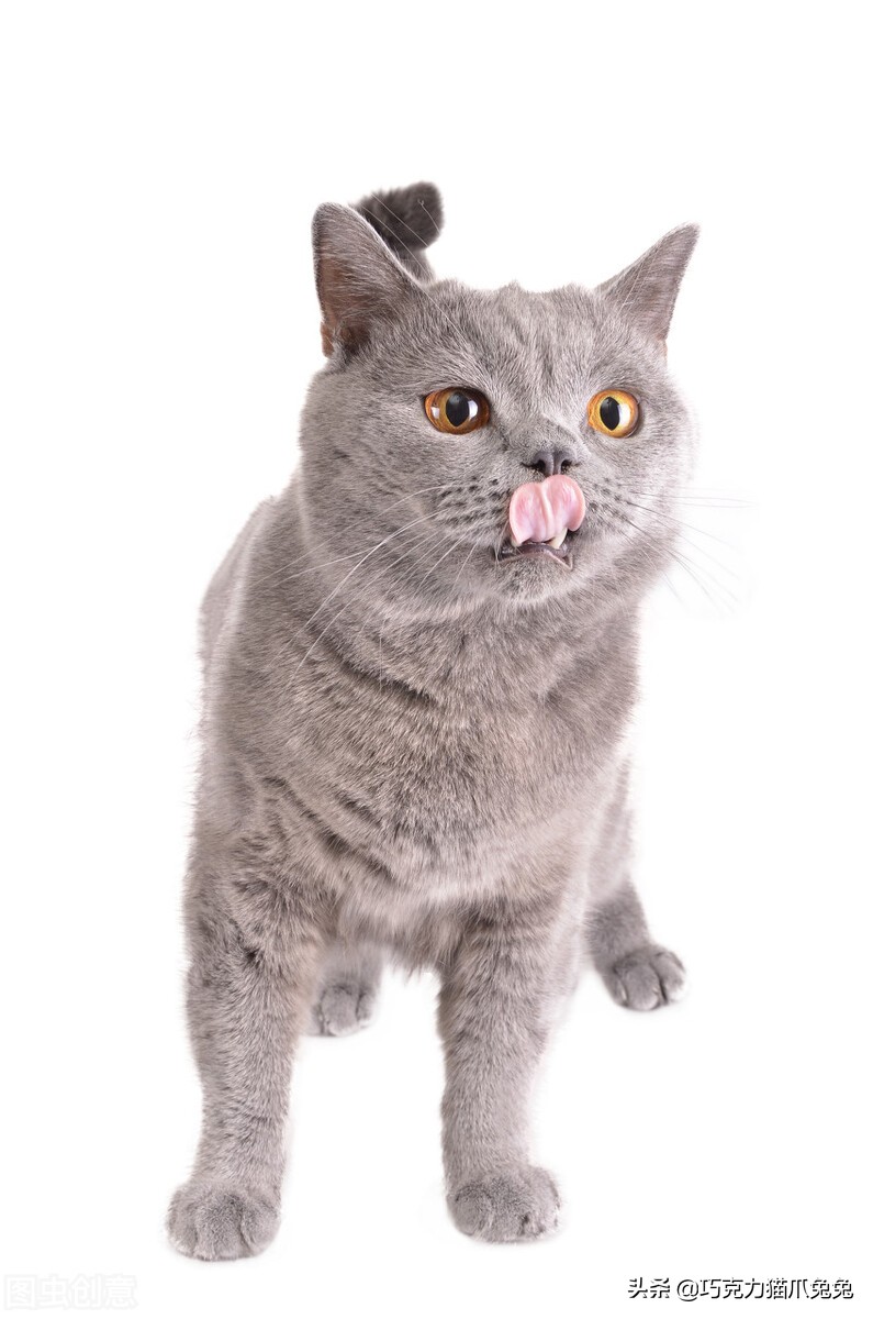 养猫感觉喉咙有毛,养猫感觉屋里味道难闻有危害