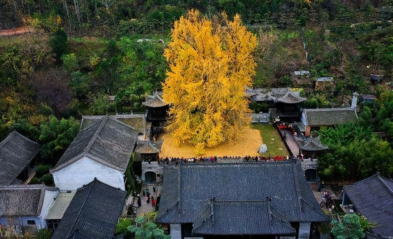 一棵树就是一道风景,一棵树就是一座岛
