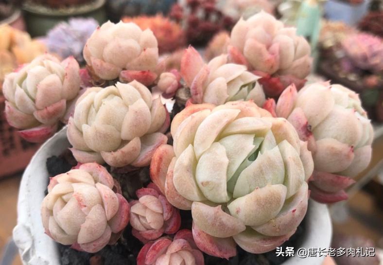 冰梅贝瑞和月影的区别,冰梅和贝瑞哪个容易出状态