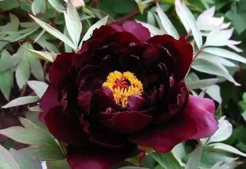 中国的国花是牡丹花吗,牡丹花世界名花