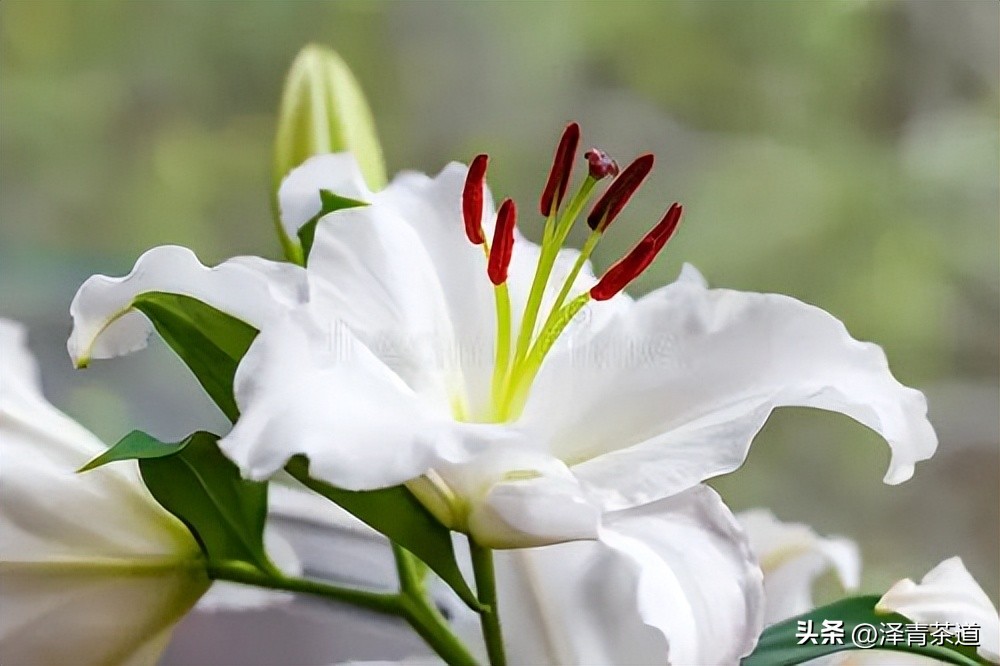 写春天的著名唐诗宋词加赏析,十首描写春天的宋词