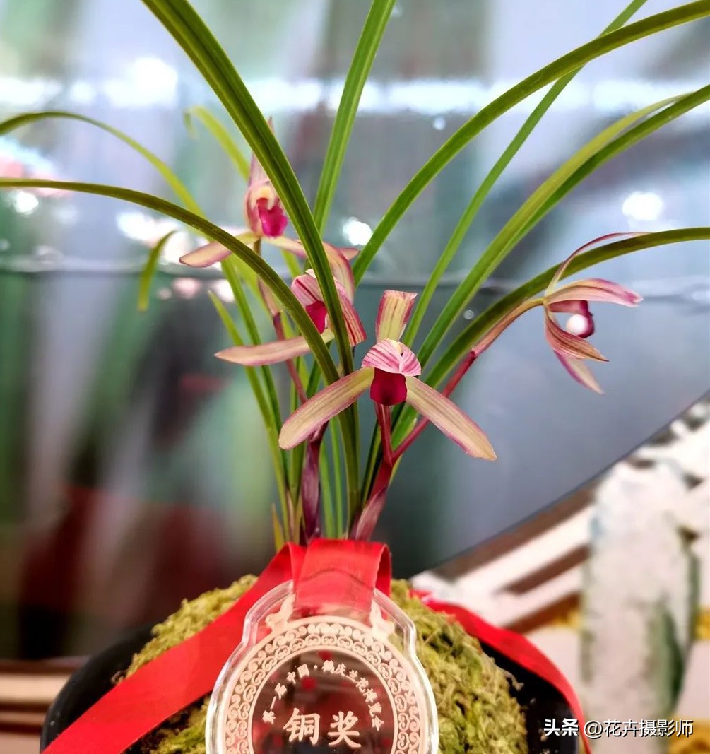 它是云南“草王”，也是高雅的象征，随便一开，就价值千金