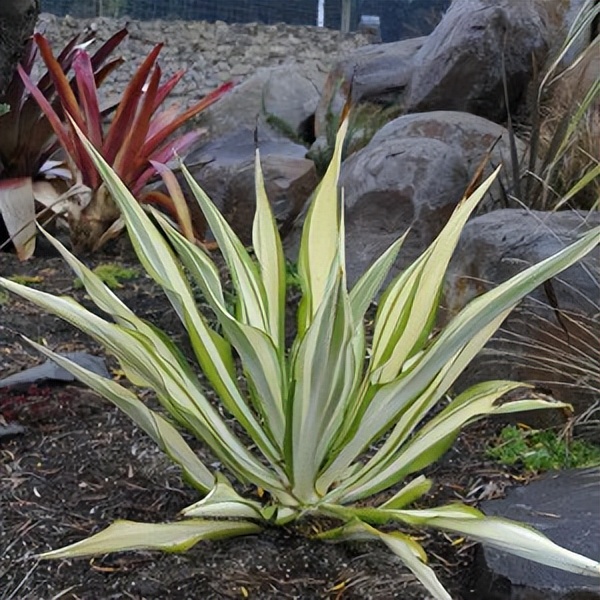 102个大类近500个多肉植物图片，都极其美丽，建议在家中也养一盆