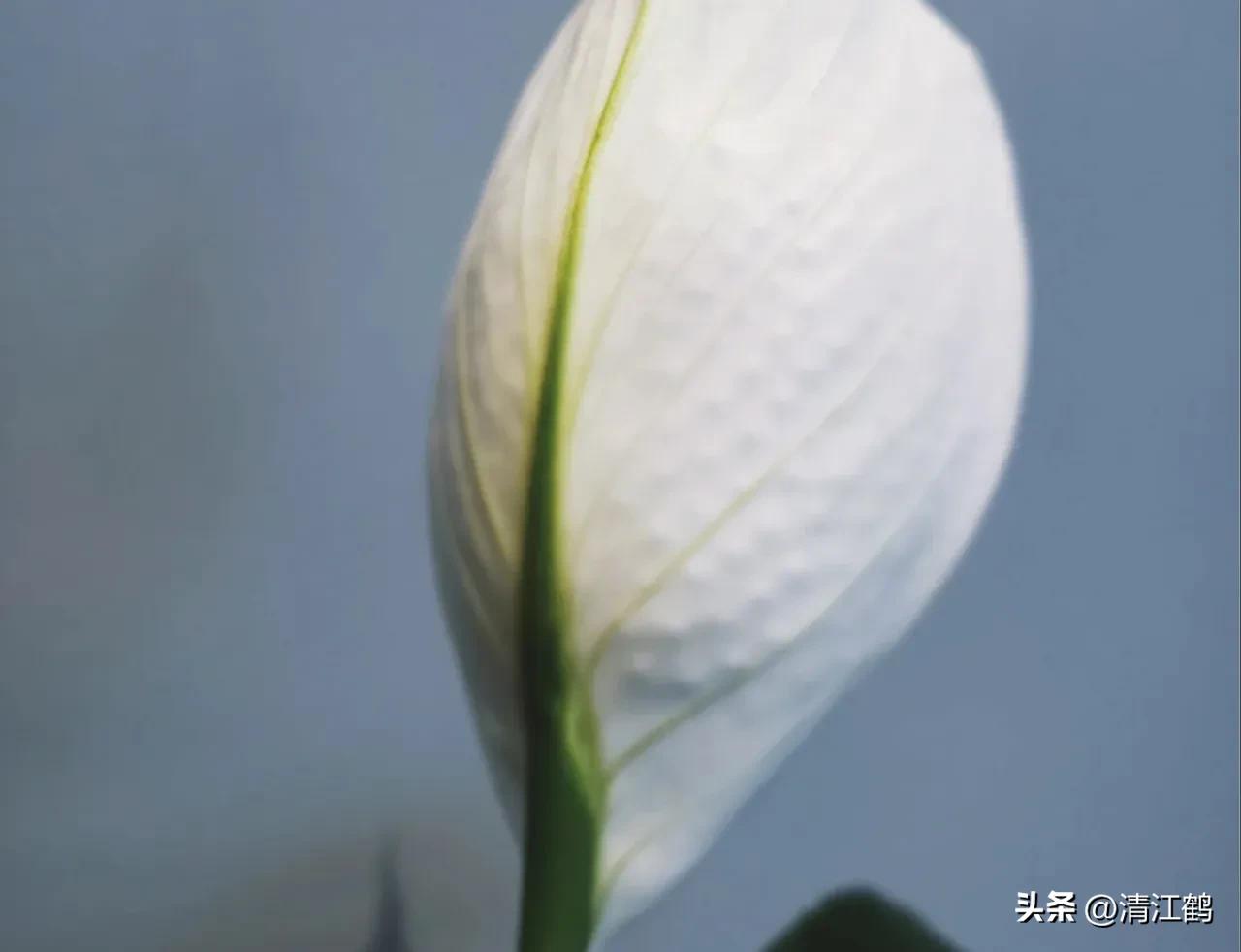 白鹤芋不开花别急着扔,“5步骤”矫正养护,叶子油绿花开不断