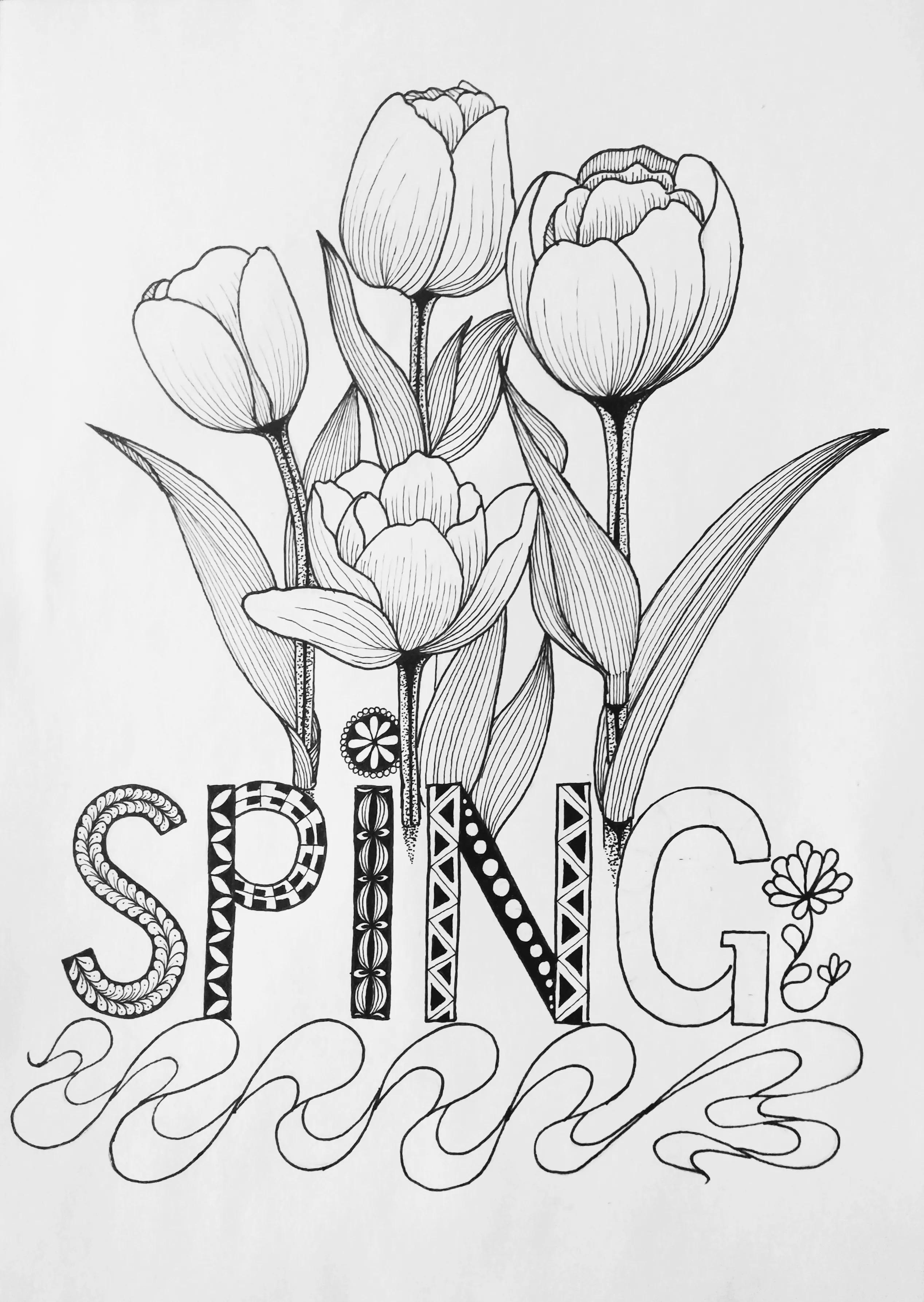 春天的郁金香绘画图片,线描画花朵简单又漂亮郁金香