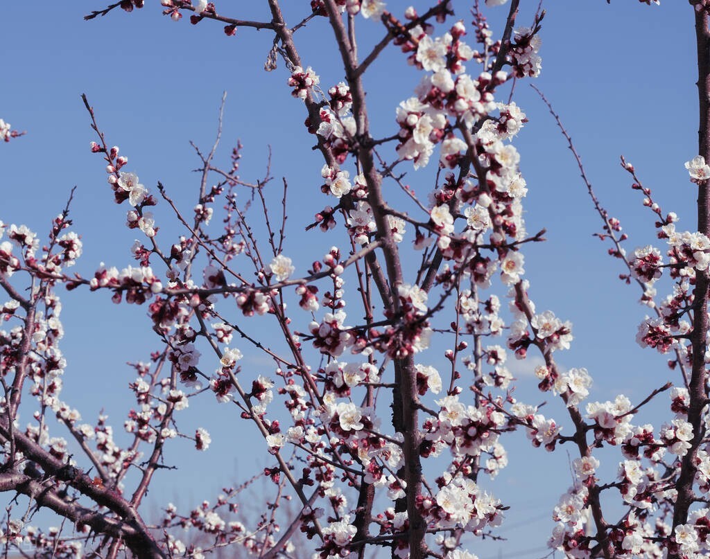 杏花桃花梨花荷花的诗有哪些,关于描写桃花杏花的唯美诗句