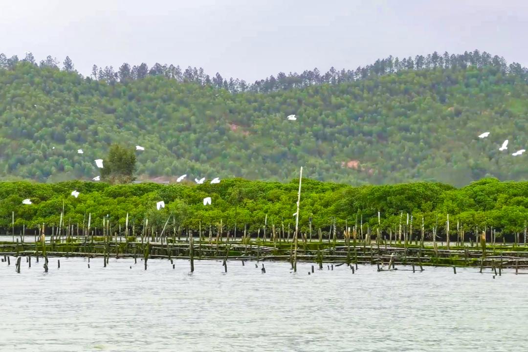 为什么会爱上顺德,恩平人为什么喜欢去委内瑞拉