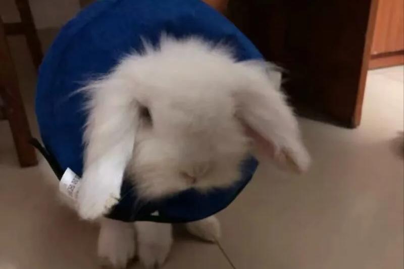 兔子耳朵长癣了怎么办,被兔子传染癣了怎么办