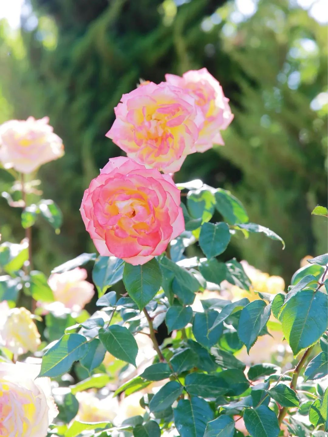 月季花开娇艳无比,月季花开得正烂漫