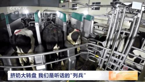 快来围观！坐着“旋转木马”挤奶的“牛”场面你见过吗？