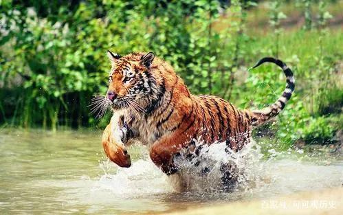 老虎老了会饿死吗,狮子老虎为什么要灭绝