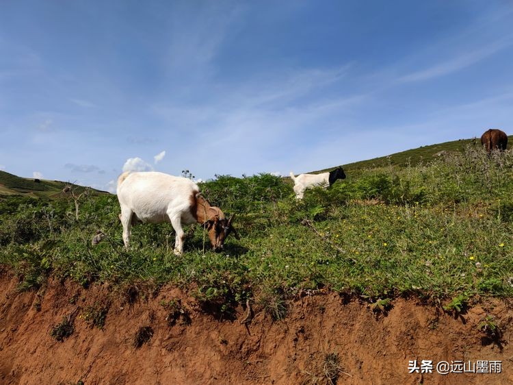 蓝天白云绿草间,蓝天白云草原绿草茵茵风景秀丽