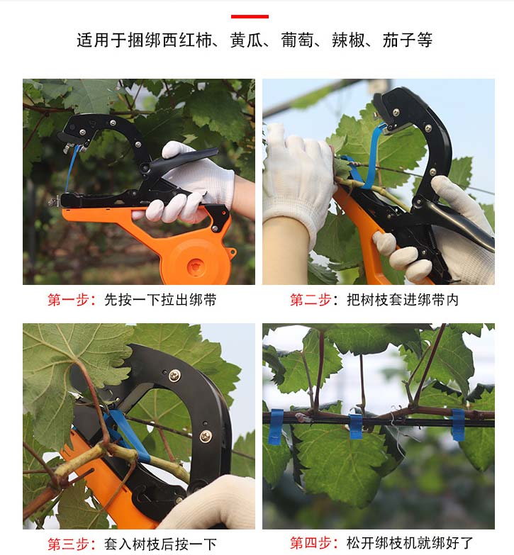 多功能黄瓜绑枝器,黄瓜整枝打杈操作步骤