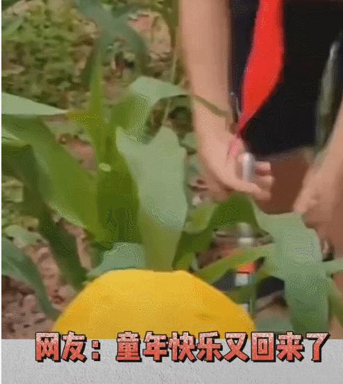 “劳动课”成必修课：我要悄悄学烧菜，等9月开学惊艳所有人