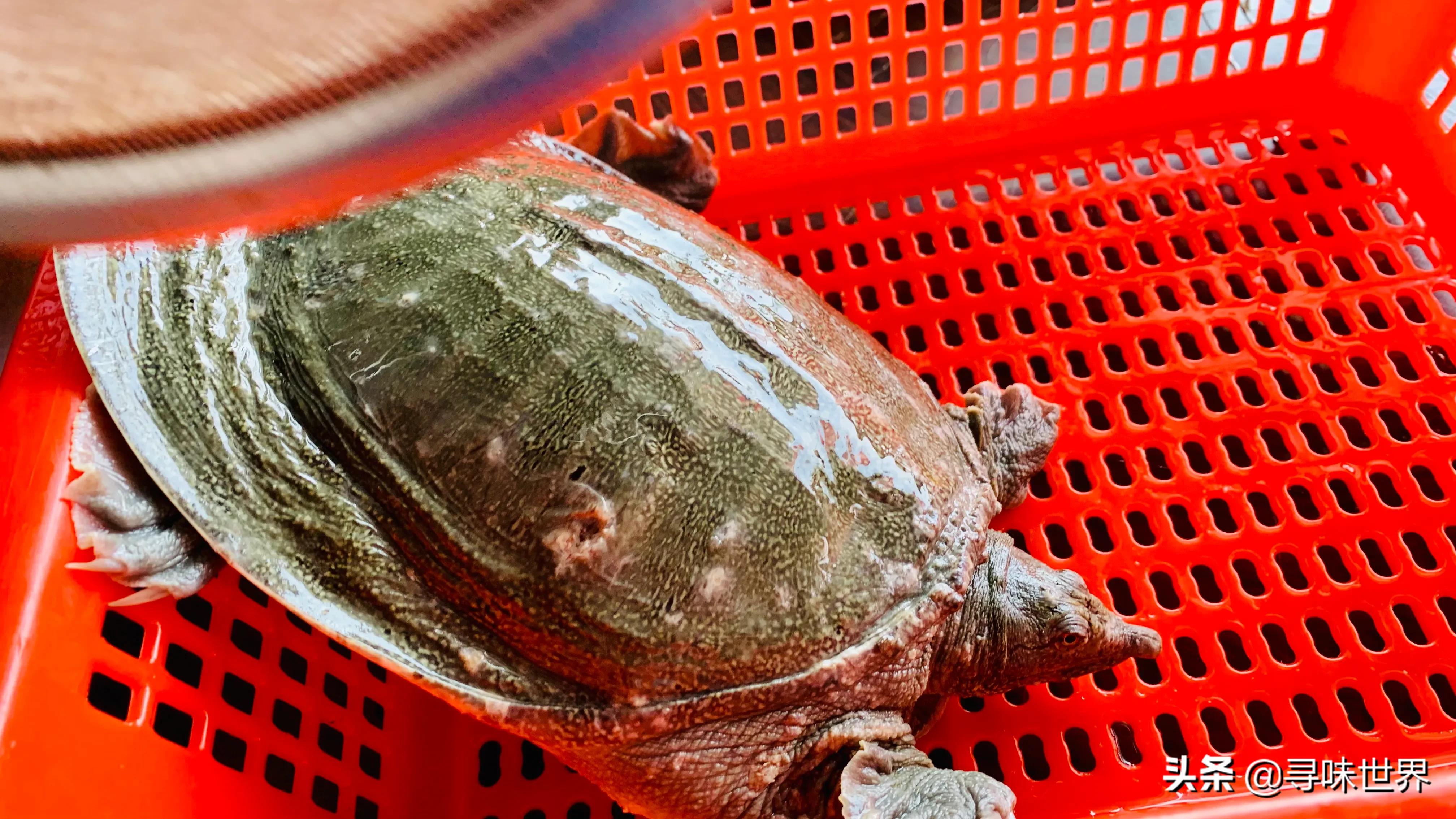 广东水鱼煲鸡正宗做法,广东水鱼炒鸡正宗做法